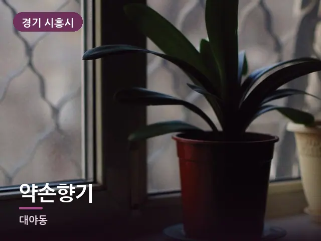 경기 시흥시 약손향기 — 창가의 식물