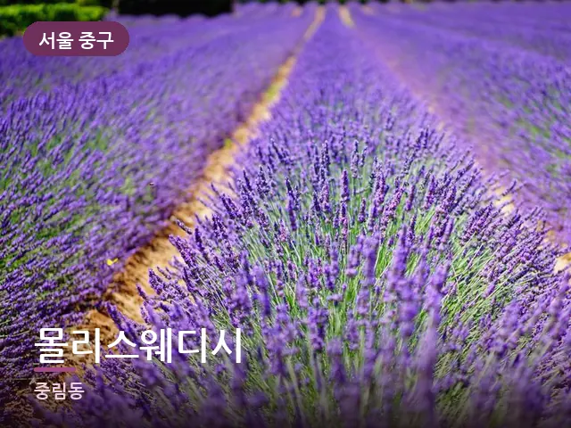 서울 중구 몰리스웨디시 — 라벤더 오일
