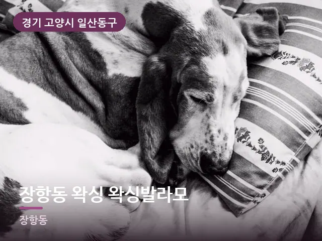 경기 고양시 일산동구 장항동 왁싱 왁싱발라모 — 흰 베개